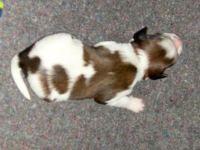 Bente v.d. IJsselhorst