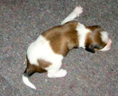 Bores v.d. IJsselhorst