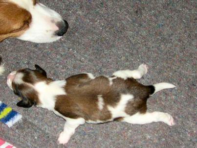 Floor v.d. IJsselhorst