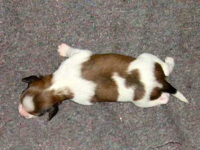 Focco v.d. IJsselhorst