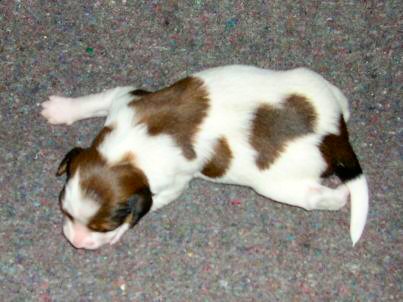 Peer v.d. IJsselhorst