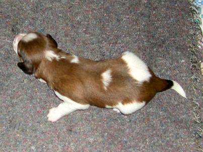 Sjoerd v.d. IJsselhorst