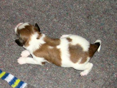 Thys v.d. IJsselhorst