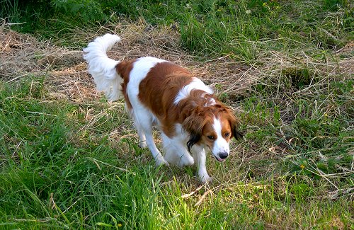 Sanne van de Ukkesteyn