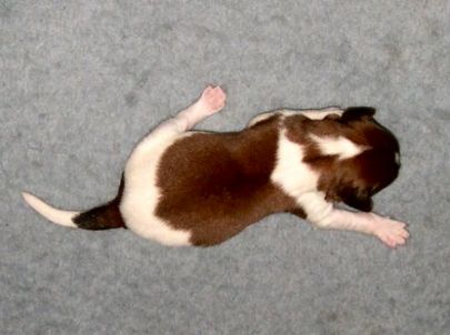 Bastiaan v.d. IJsselhorst