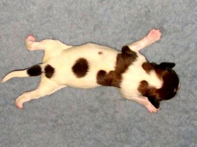 Brant v.d. IJsselhorst