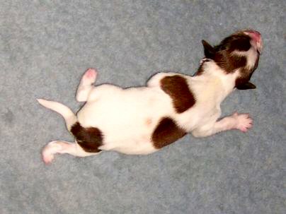 Brechje v.d. IJsselhorst