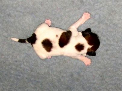 Fymke v.d. IJsselhorst