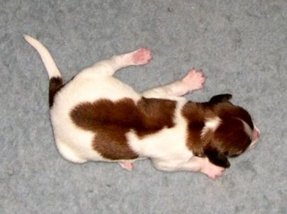 Mayke v.d. IJsselhorst