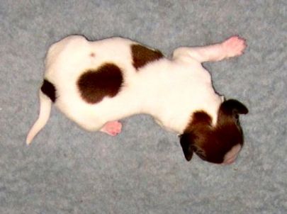 Pyt v.d. IJsselhorst