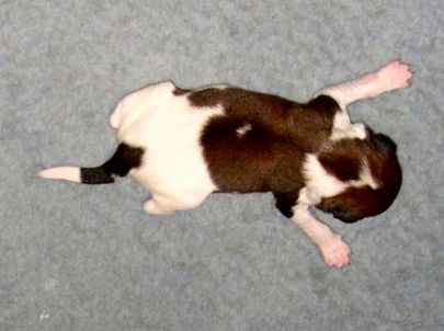 Sanne v.d. IJsselhorst