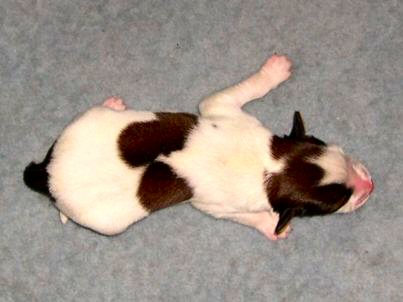 Styn v.d. IJsselhorst