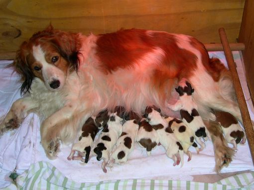 Sanne van de IJsselhorst